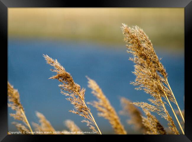 Long Grass Framed Print by Darren Mark Walsh