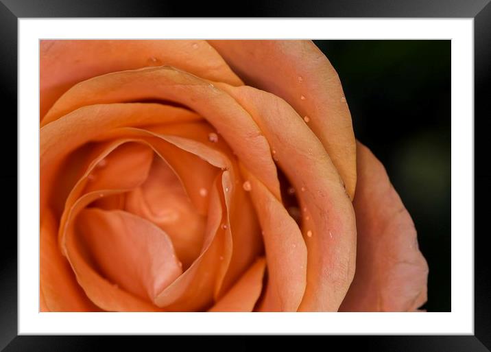Glistening Dew on a Peach Rose Framed Mounted Print by Jennifer Higgs
