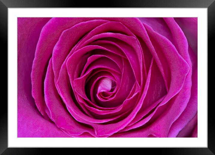 Pretty in Pink Framed Mounted Print by Jennifer Higgs