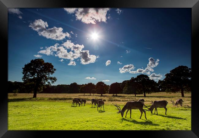 When The Sun's Over The Yard Framed Print by Jennifer Higgs