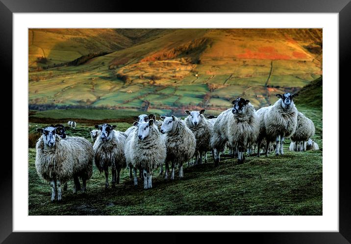 Sheep on Mam Tor Derbyshire Framed Mounted Print by Nick Lukey