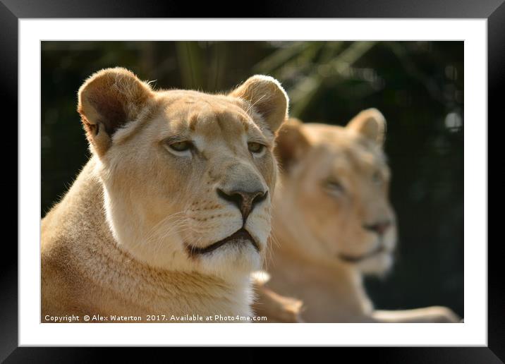 Lioness Framed Mounted Print by Alex Waterton