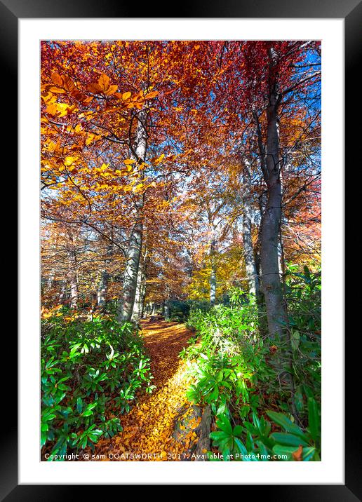 Autumn Colour burst Framed Mounted Print by sam COATSWORTH