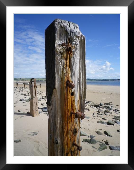 Old Weathered Posts, Crow Point, Braunton Burrows, Framed Mounted Print by Richard Brookes