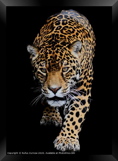 Portrait of a Jaguar Framed Print by Rufus Curnow