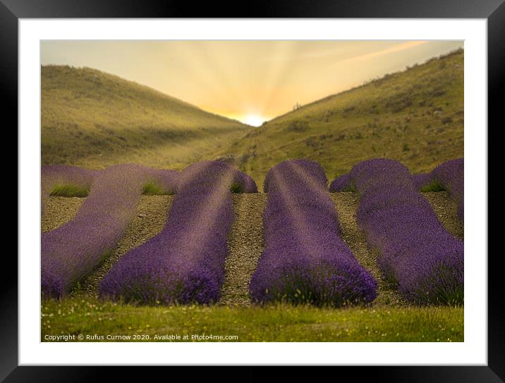 Sunrise over lavender fields Framed Mounted Print by Rufus Curnow