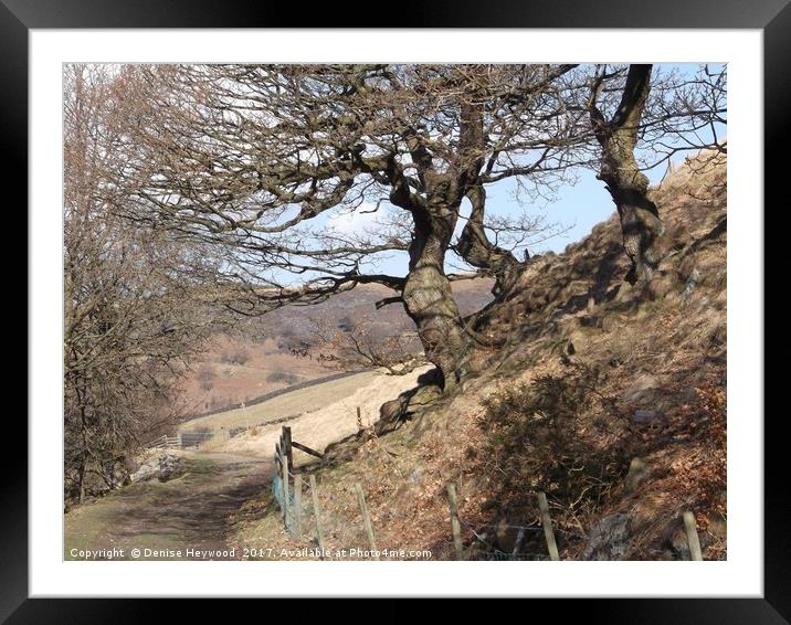 Twisted oaks Framed Mounted Print by Denise Heywood