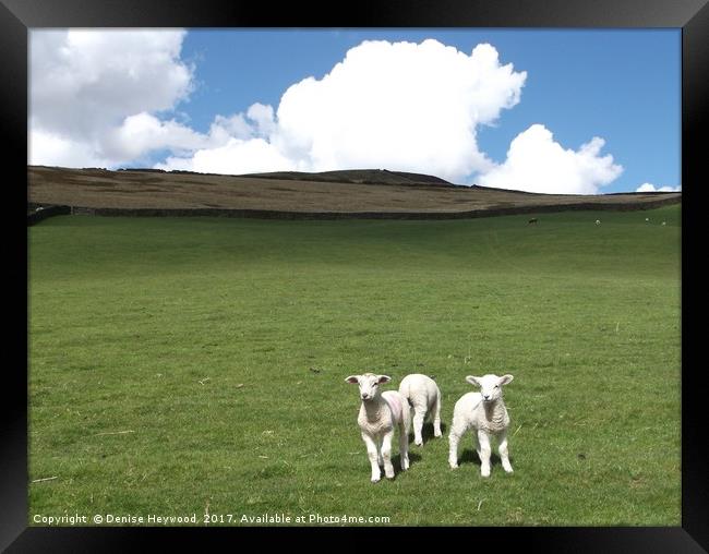 Lambs at Mossy Lea Framed Print by Denise Heywood