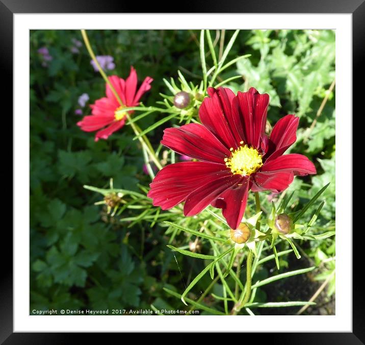 Red Cosmos Framed Mounted Print by Denise Heywood