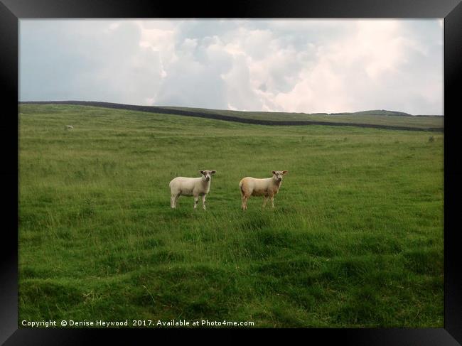 Twin Sheep on a hillside Framed Print by Denise Heywood