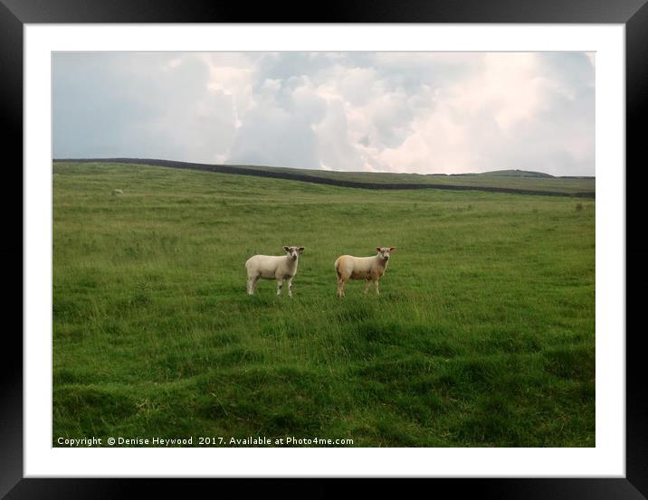 Twin Sheep on a hillside Framed Mounted Print by Denise Heywood