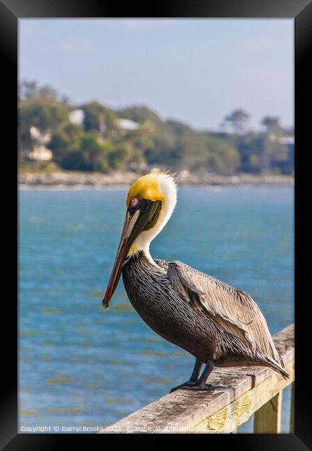 Pelican on an Old Wood Pier Framed Print by Darryl Brooks
