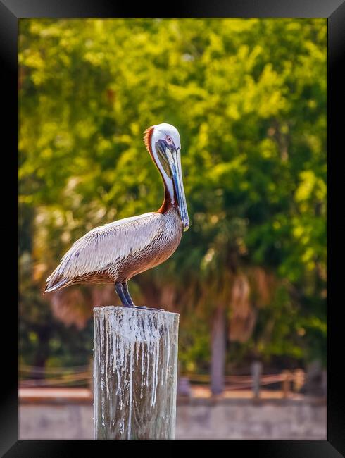 Pelican Perched on Post Framed Print by Darryl Brooks