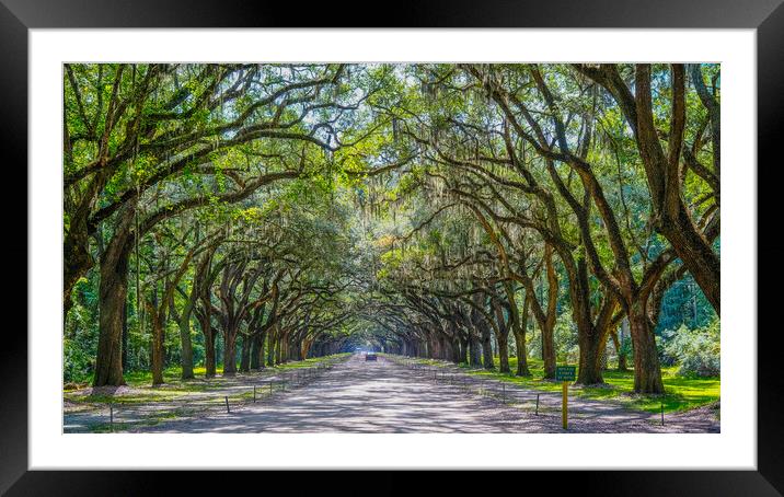 Road Into Wormsloe Plantation Framed Mounted Print by Darryl Brooks