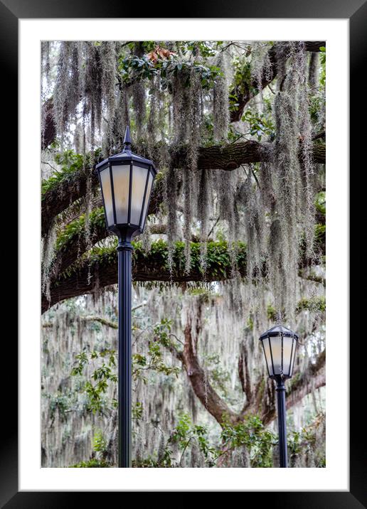 Two Lamps and Spanish Moss Framed Mounted Print by Darryl Brooks
