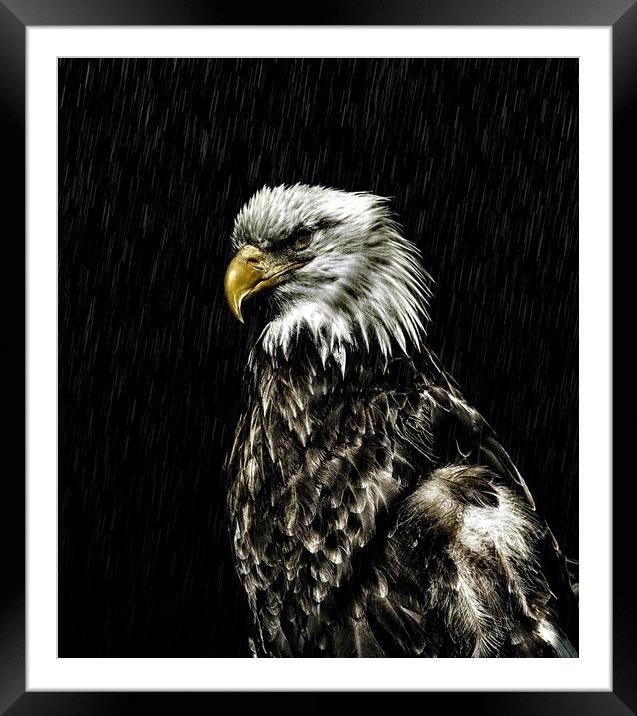 Bald Eagle in Trees Framed Mounted Print by Darryl Brooks