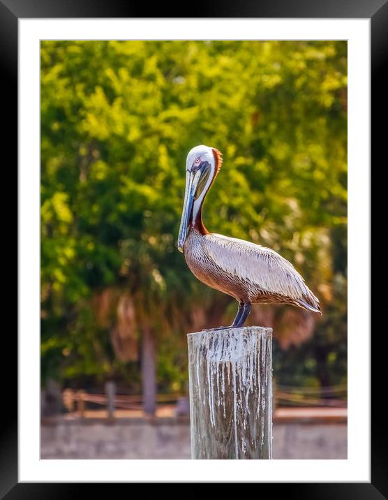 Pelican Perched on Post Framed Mounted Print by Darryl Brooks