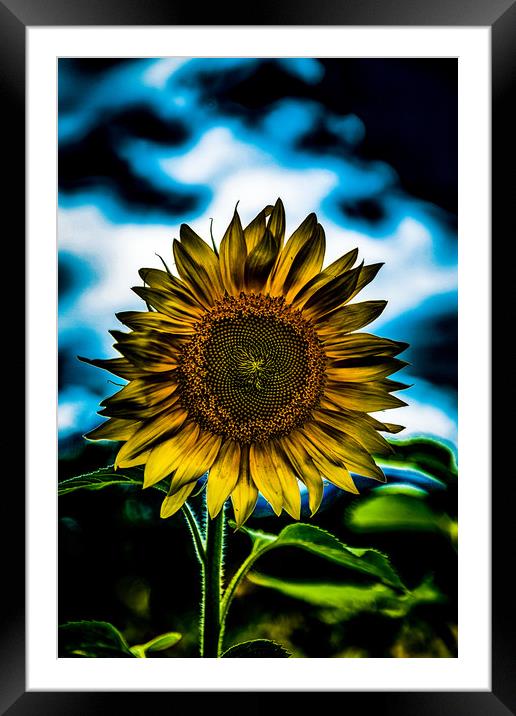 One Bright Sunflower    Framed Mounted Print by Darryl Brooks