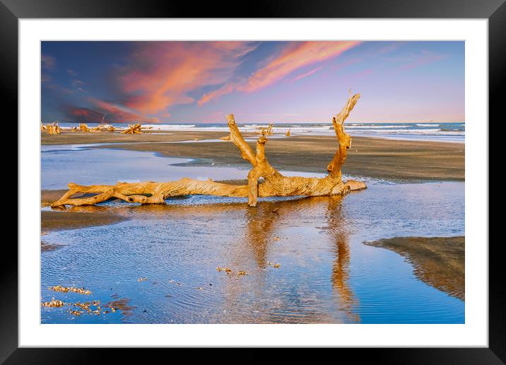 Driftwood on Beach in Late Day Sun Framed Mounted Print by Darryl Brooks