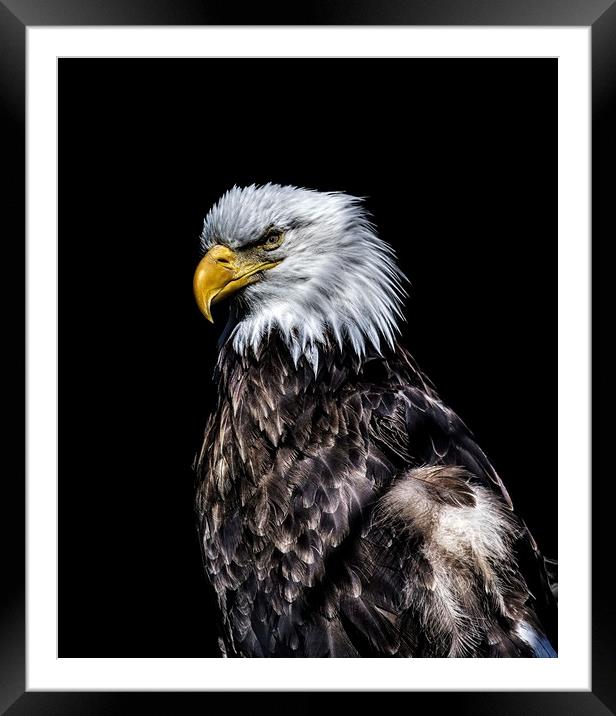 Eagle on Black  Framed Mounted Print by Darryl Brooks