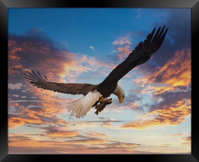 Eagle on Dramatic Sky Framed Print by Darryl Brooks