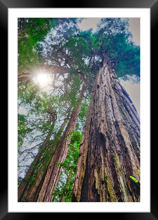 Redwoods Rising to Sky Framed Mounted Print by Darryl Brooks