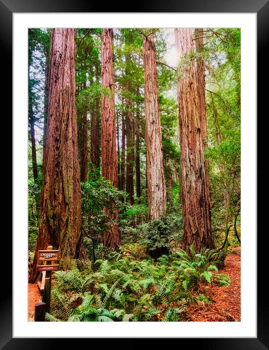Cathedral Grove in Muir Woods Framed Mounted Print by Darryl Brooks