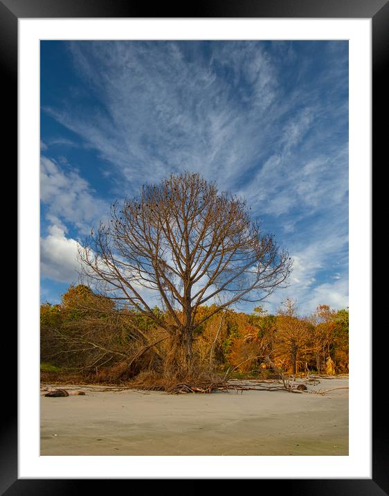 Lone Bare Tree on Edge of Beach Framed Mounted Print by Darryl Brooks