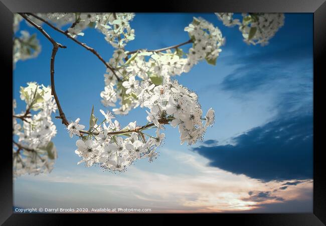 Pear Blooms at Sunset Framed Print by Darryl Brooks