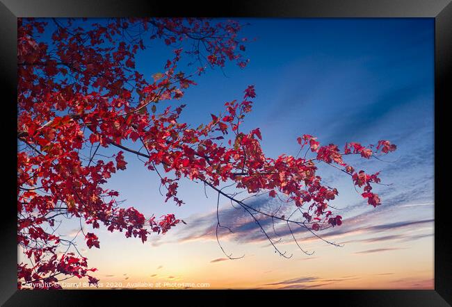 Red Maple Against Sunset Framed Print by Darryl Brooks