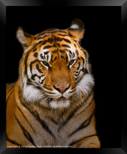 Tiger on Black Framed Print by Darryl Brooks
