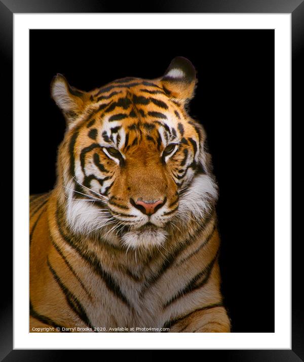 Tiger on Black Framed Mounted Print by Darryl Brooks