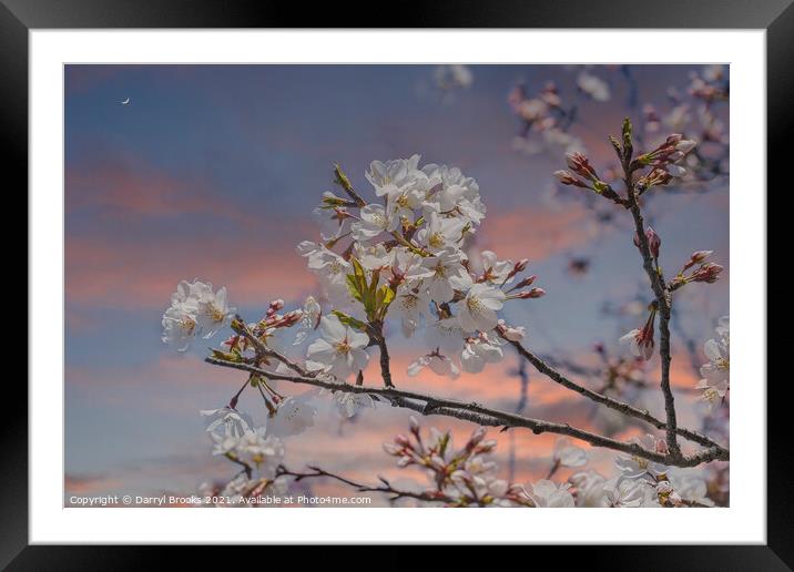 Cherry Tree at Dusk Framed Mounted Print by Darryl Brooks