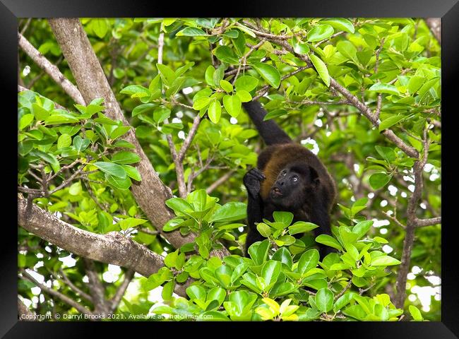 Monkey in Tree Looking Up  in Costa Rica Framed Print by Darryl Brooks