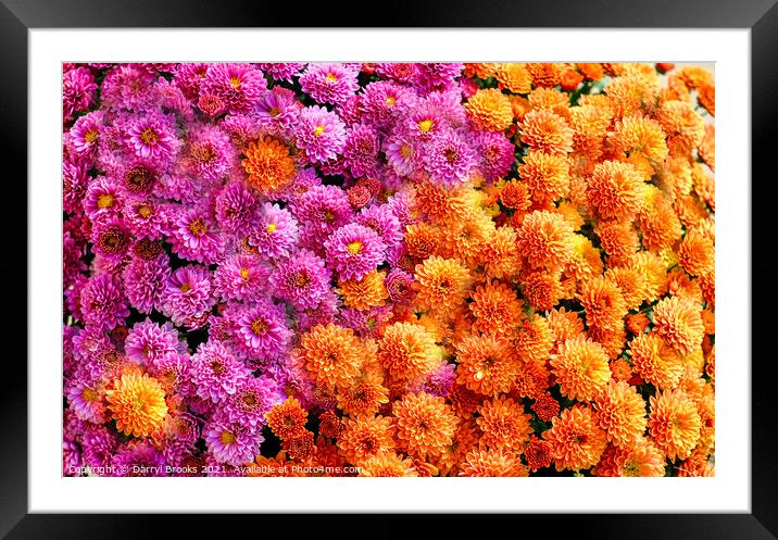 Pink and Orange Mums Framed Mounted Print by Darryl Brooks