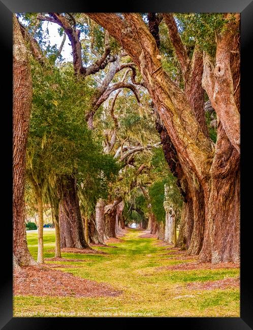 Ancient Oaks in Rows Framed Print by Darryl Brooks