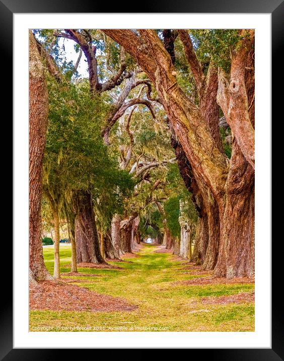 Ancient Oaks in Rows Framed Mounted Print by Darryl Brooks