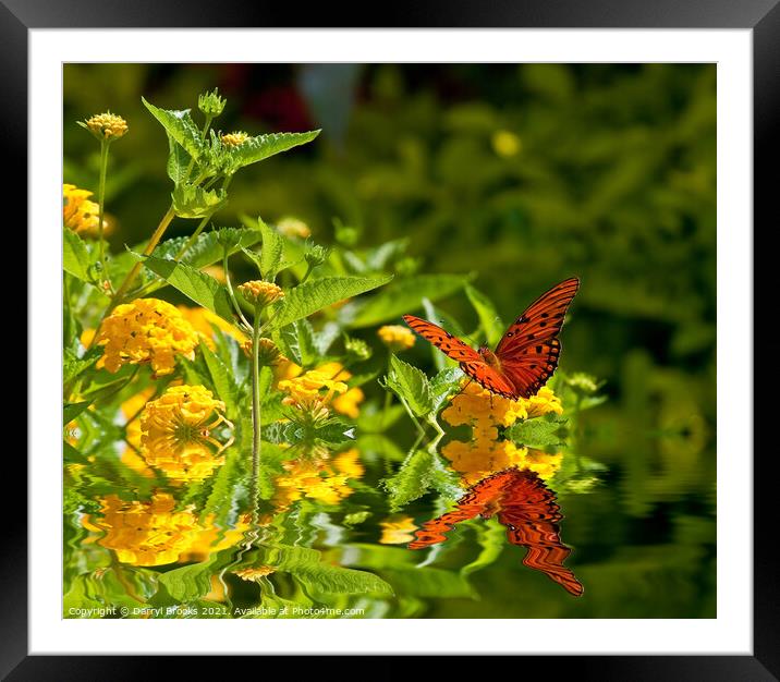 Red Monarch on Yellow Lantana Wings Spread Framed Mounted Print by Darryl Brooks