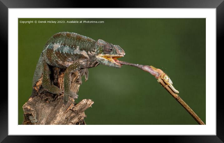 Panther Chameleon feeding Framed Mounted Print by Derek Hickey