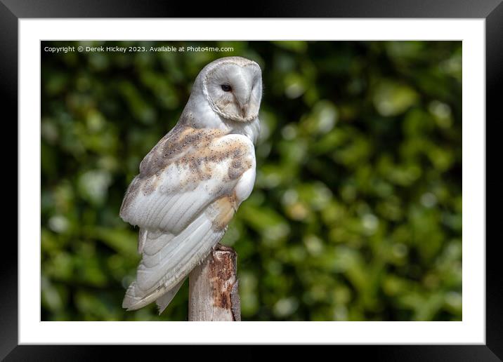 Barn Owl Framed Mounted Print by Derek Hickey