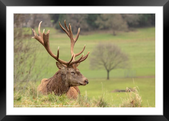 Red Deer Resting Framed Mounted Print by Derek Hickey