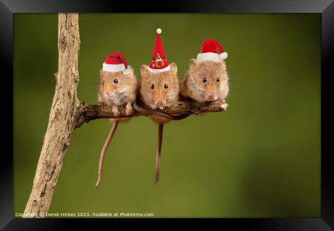 Three Christmas Mice Framed Print by Derek Hickey