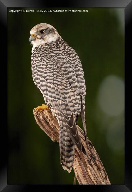 Falcon Framed Print by Derek Hickey