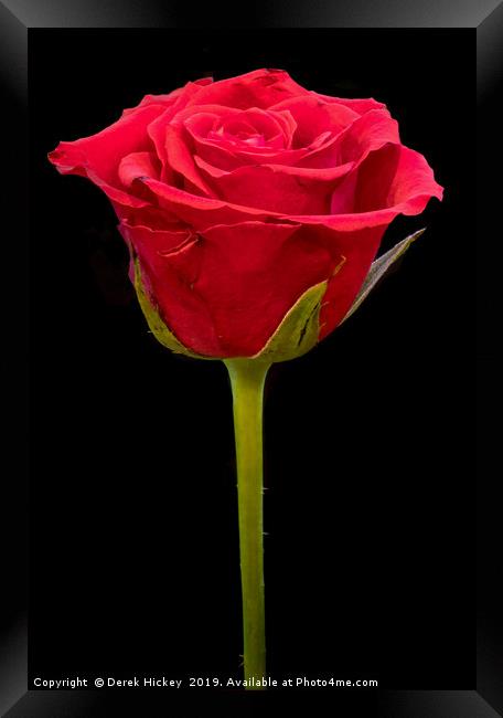 Valentine Rose Framed Print by Derek Hickey