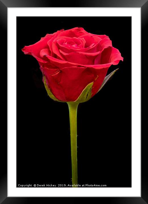 Valentine Rose Framed Mounted Print by Derek Hickey