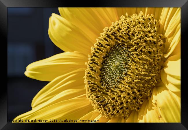 Sunflower Framed Print by Derek Hickey