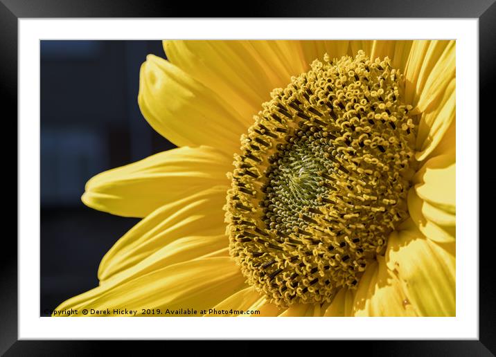 Sunflower Framed Mounted Print by Derek Hickey