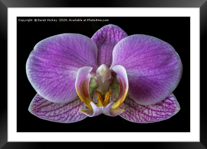 Orchid Framed Mounted Print by Derek Hickey