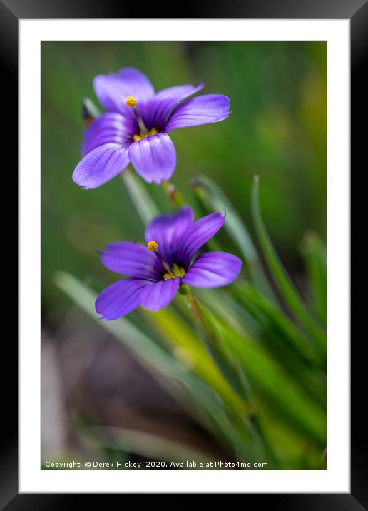 Blue Eyed Grass Framed Mounted Print by Derek Hickey