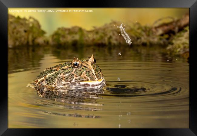 South American Horned Frog Framed Print by Derek Hickey